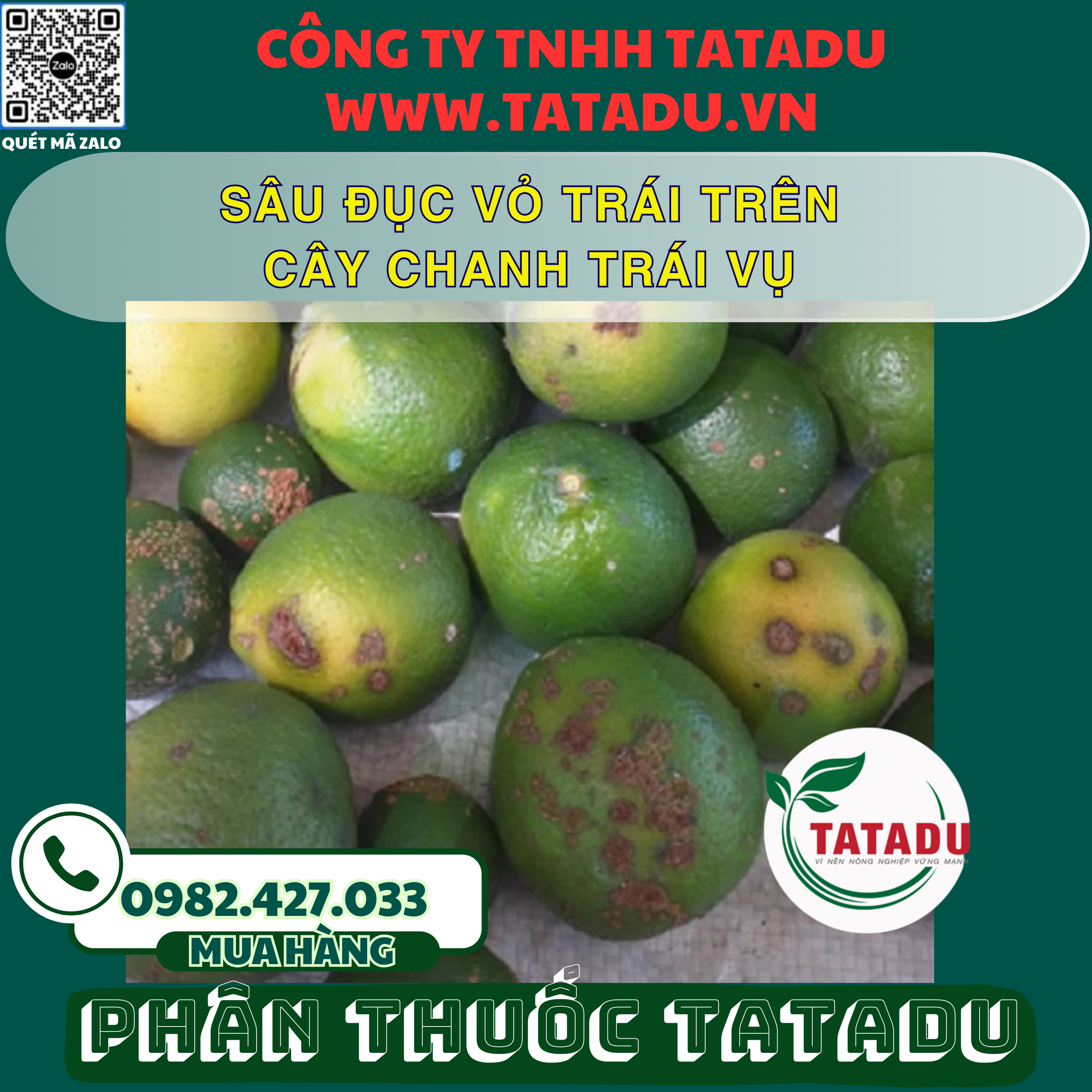 SAU DUC VO TRAI TREN CAY CHANH TRAI VU