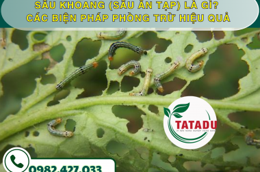 SÂU KHOANG (SÂU ĂN TẠP) LÀ GÌ? CÁC BIỆN PHÁP PHÒNG TRỪ HIỆU QUẢ – CÔNG TY TNHH TATADU