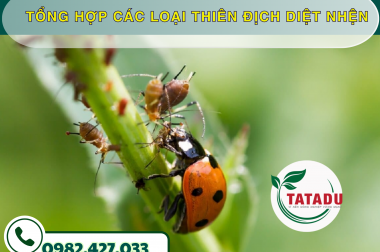TỔNG HỢP CÁC LOẠI THIÊN ĐỊCH DIỆT NHỆN – CÔNG TY TNHH TATADU