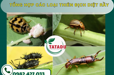 TỔNG HỢP CÁC LOẠI THIÊN ĐỊCH DIỆT RẦY – CÔNG TY TNHH TATADU