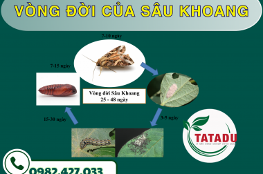 VÒNG ĐỜI CỦA SÂU KHOANG – CÔNG TY TNHH TATADU