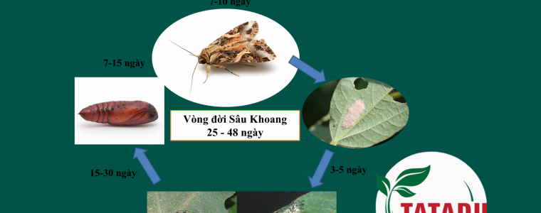 VONG DOI CUA SAU KHOANG
