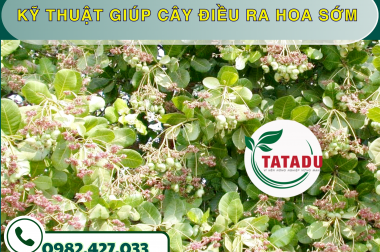 KỸ THUẬT GIÚP CÂY ĐIỀU RA HOA SỚM – CÔNG TY TNHH TATADU
