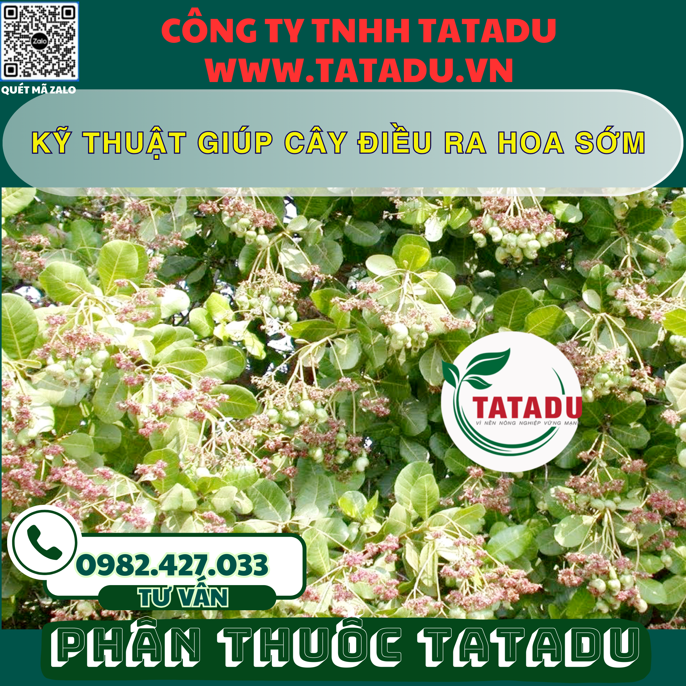 KY THUAT GIUP CAY DIEU RA HOA SOM