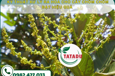 KỸ THUẬT XỬ LÝ RA HOA CHO CÂY CHÔM CHÔM ĐẠT HIỆU QUẢ – CÔNG TY TNHH TATADU
