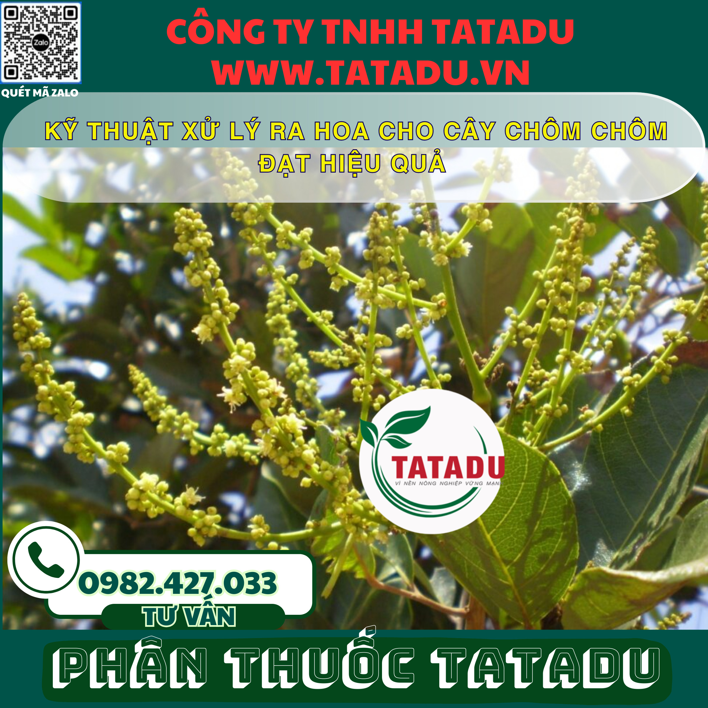 KY THUAT XU LY RA HOA CHO CAY CHOM CHOM DAT HIEU QUA