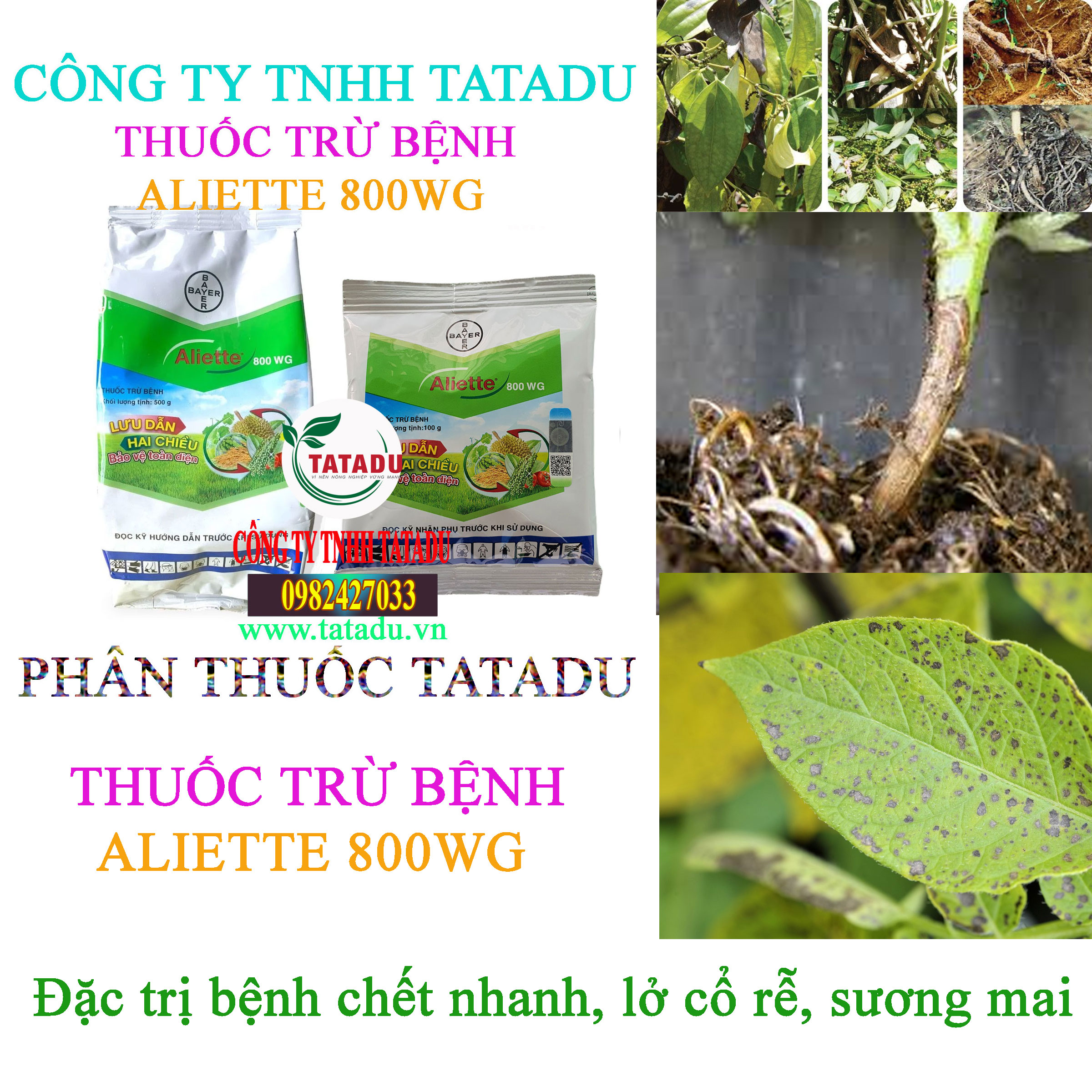 ALIETTE 800WG lo co re ALIETTE 800WG lo co re