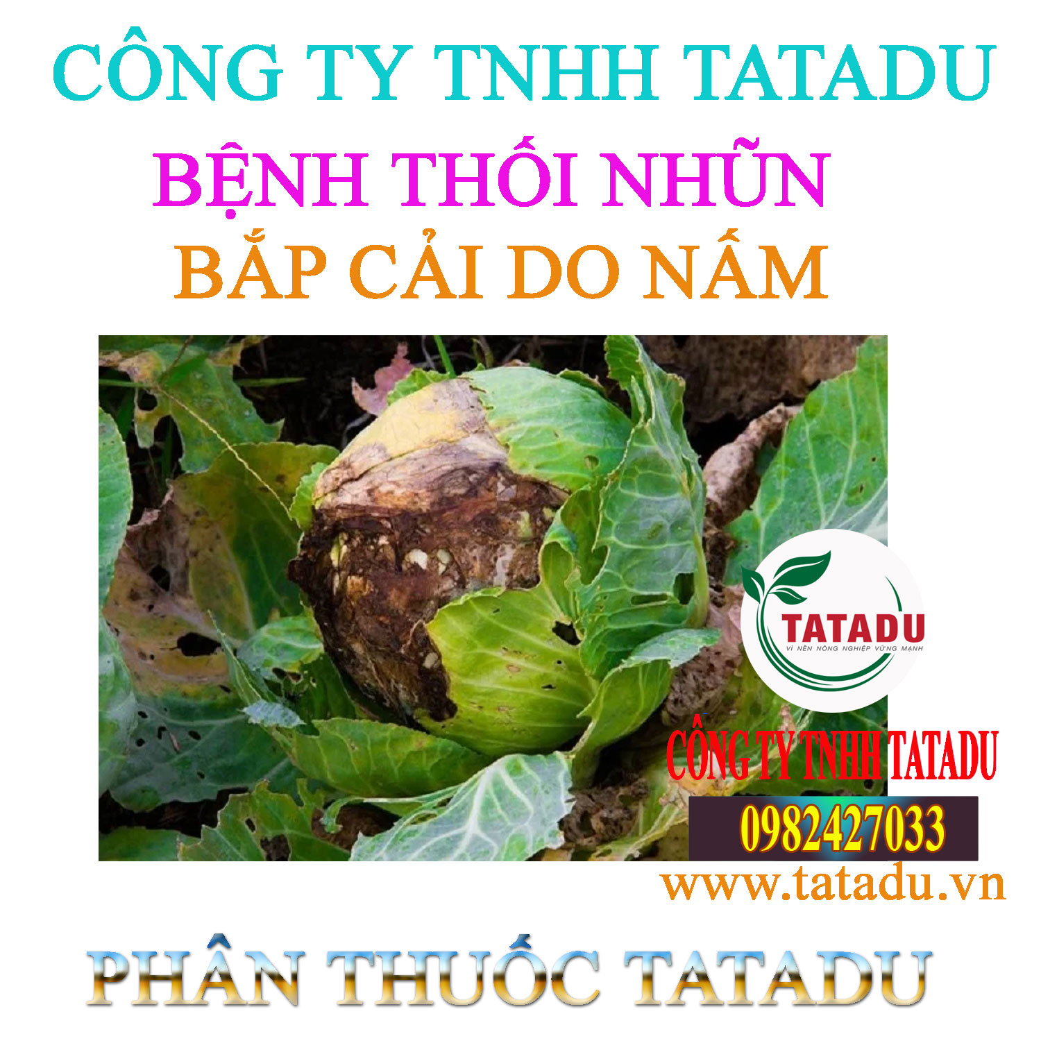 BENH THOI NHUN BAP CAI DO NAM BENH THOI NHUN BAP CAI DO NAM