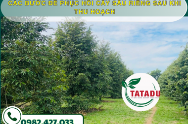 CÁC BƯỚC ĐỂ PHỤC HỒI CÂY SẦU RIÊNG SAU KHI THU HOẠCH – CÔNG TY TNHH TATADU