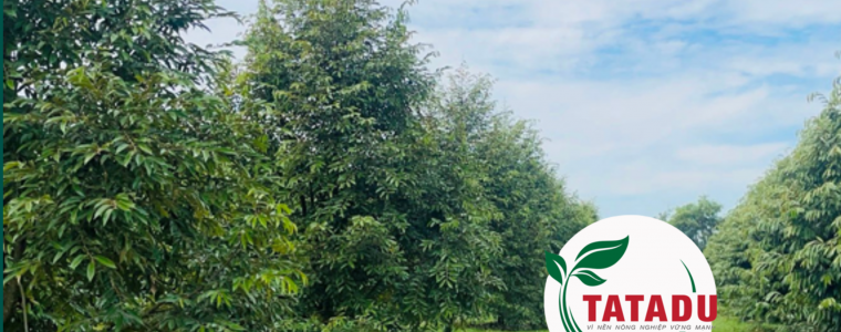 CAC BUOC DE PHUC HOI CAY SAU RIENG SAU KHI THU HOACH