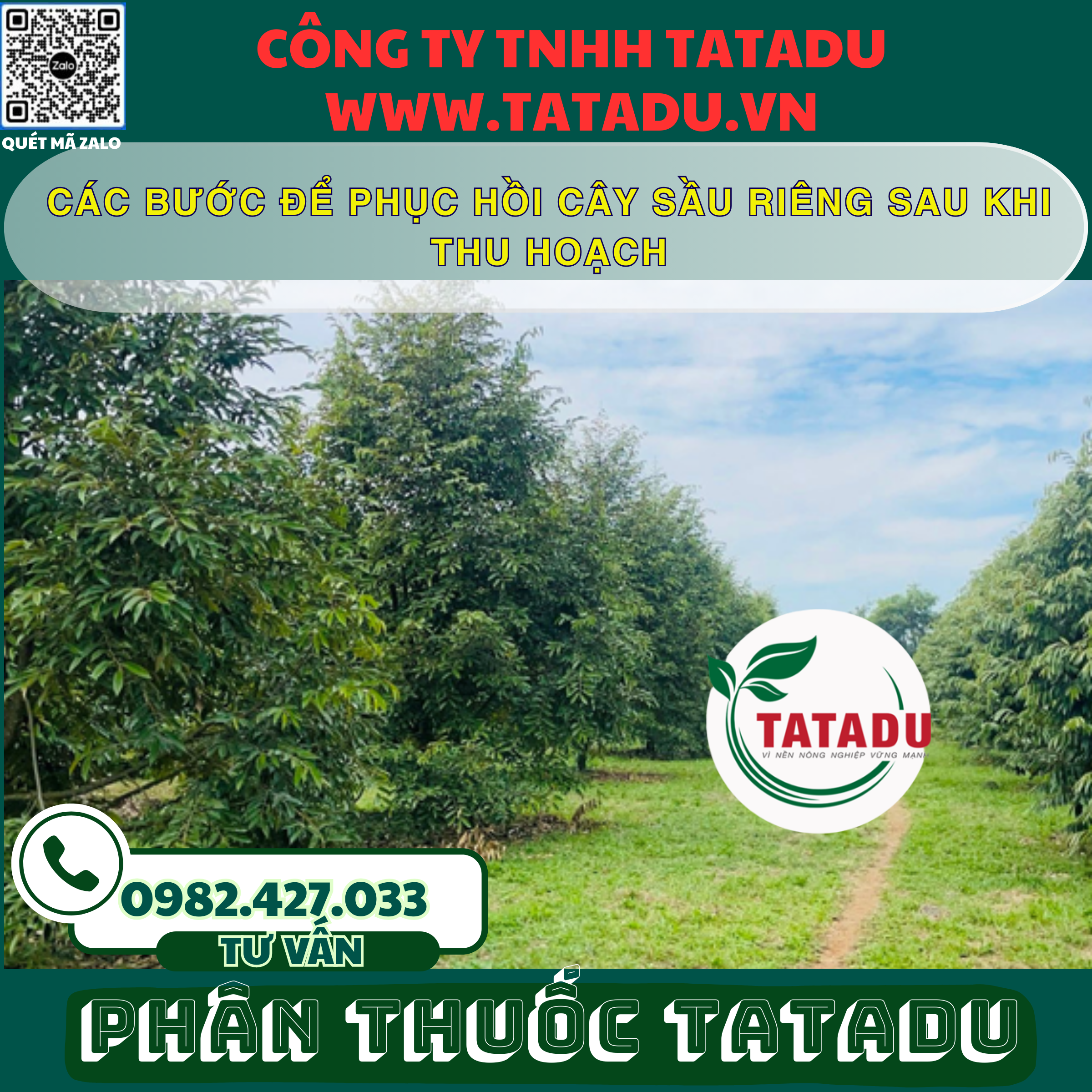 CAC BUOC DE PHUC HOI CAY SAU RIENG SAU KHI THU HOACH