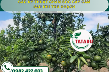 CÁC KỸ THUẬT CHĂM SÓC CÂY CAM SAU KHI THU HOẠCH – CÔNG TY TNHH TATADU