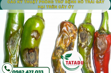 CÁC KỸ THUẬT PHÒNG TRỪ BỆNH NỔ TRÁI GÂY HẠI TRÊN CÂY ỚT – CÔNG TY TNHH TATADU