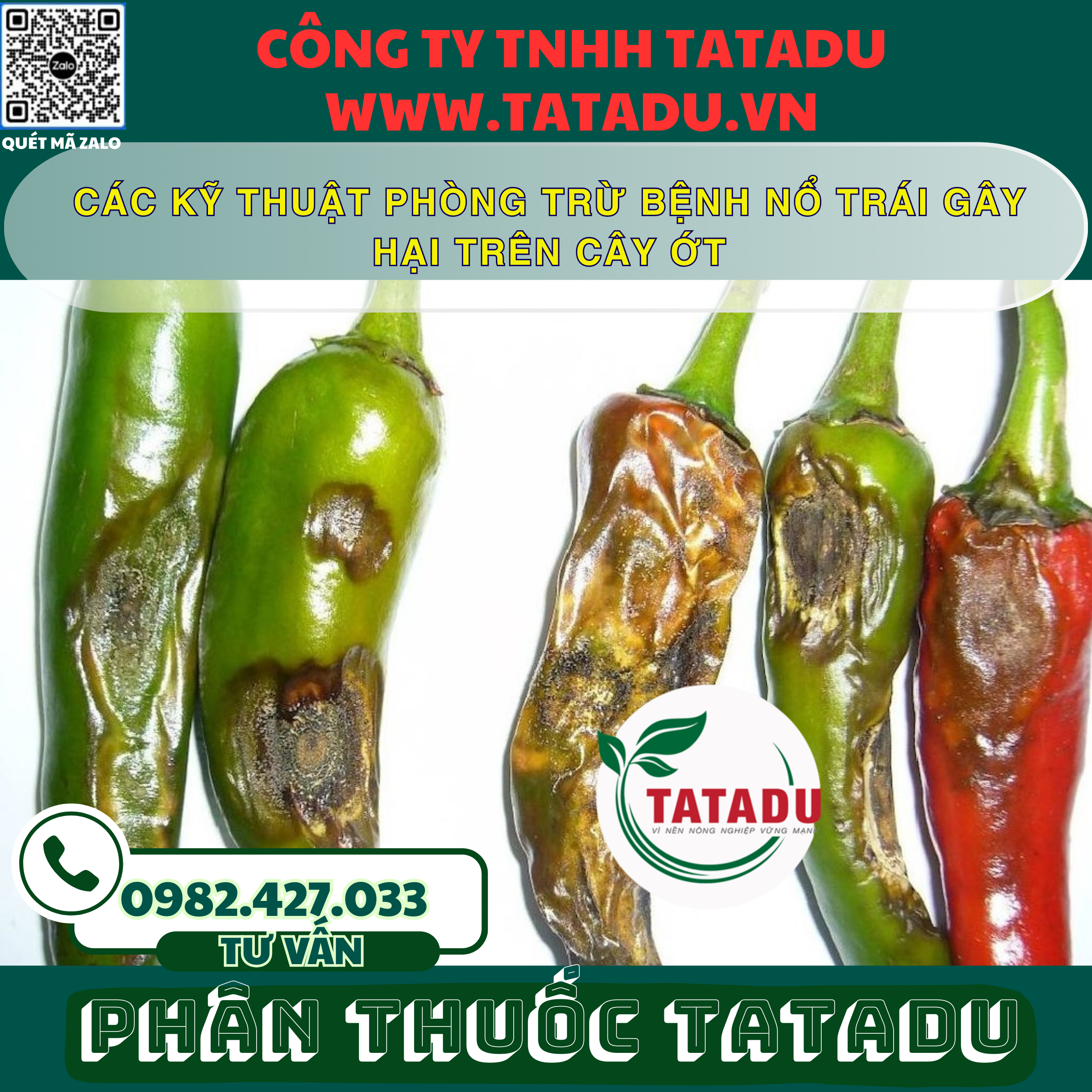 CAC KY THUAT PHONG TRU BENH NO TRAI GAY HAI TREN CAY OT