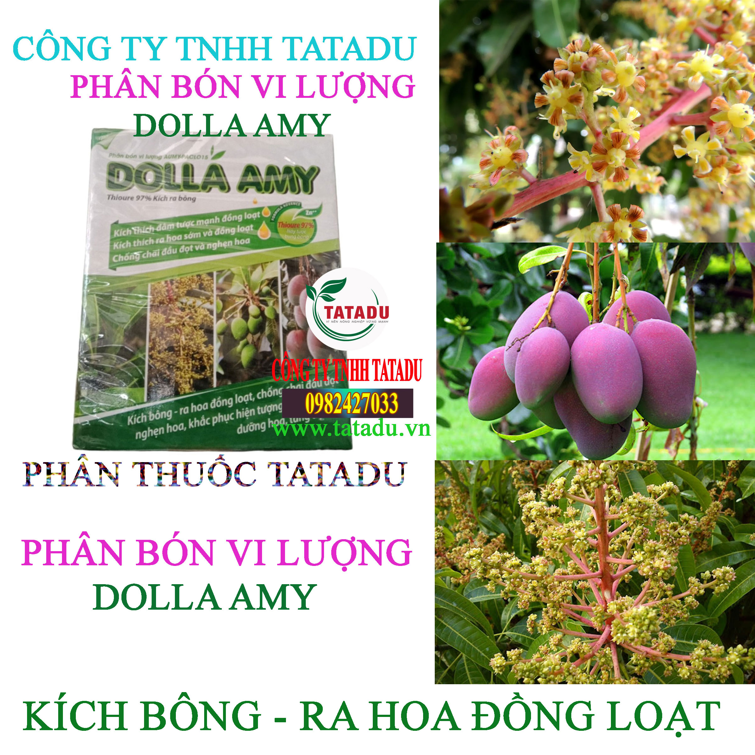DOLLA AMY RA HOA DOLLA AMY RA HOA