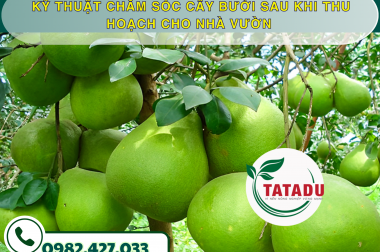 KỸ THUẬT CHĂM SÓC CÂY BƯỞI SAU KHI THU HOẠCH CHO NHÀ VƯỜN – CÔNG TY TNHH TATADU