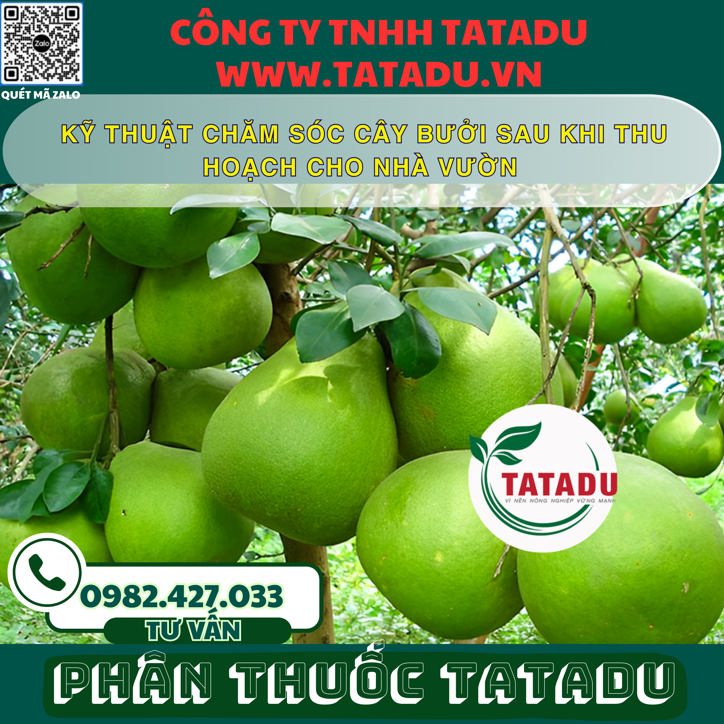 KY THUAT CHAM SOC CAY BUOI SAU KHI THU HOACH CHO NHA VUON