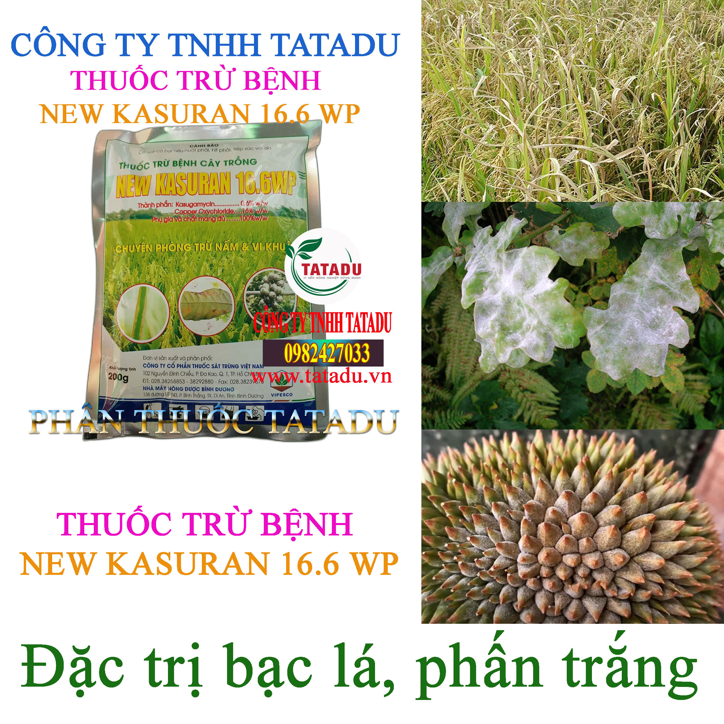 NEW KASURAN 16.6 WP tri phan trang NEW KASURAN 16.6 WP tri phan trang