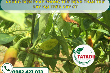 NHỮNG BIỆN PHÁP PHÒNG TRỪ BỆNH THÁN THƯ GÂY HẠI TRÊN CÂY ỚT – CÔNG TY TNHH TATADU