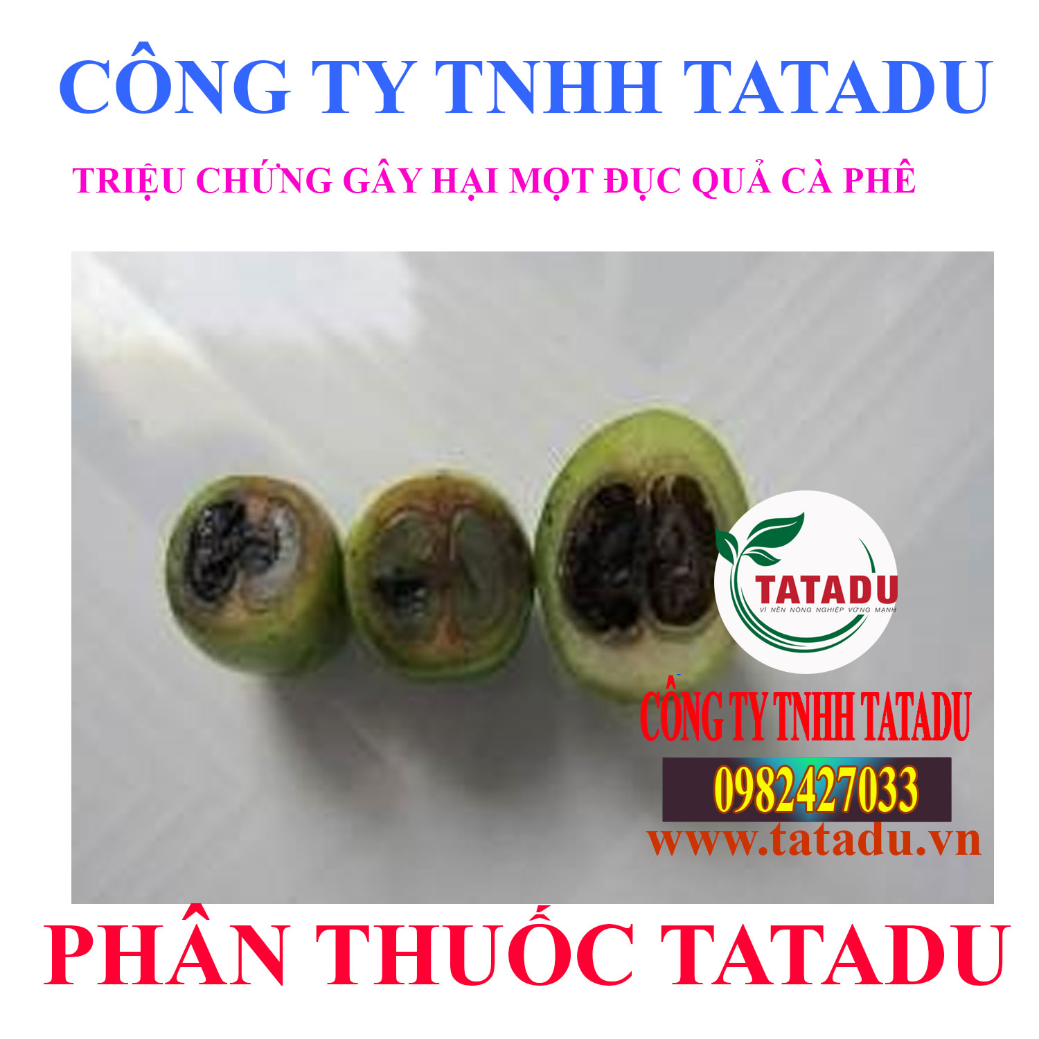 TRIEU CHUNG GAY HAI MOT DUC QUA CA PHE