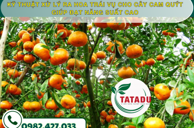 KỸ THUẬT XỬ LÝ RA HOA TRÁI VỤ CHO CÂY CAM QUÝT GIÚP ĐẠT NĂNG SUẤT CAO – CÔNG TY TNHH TATADU