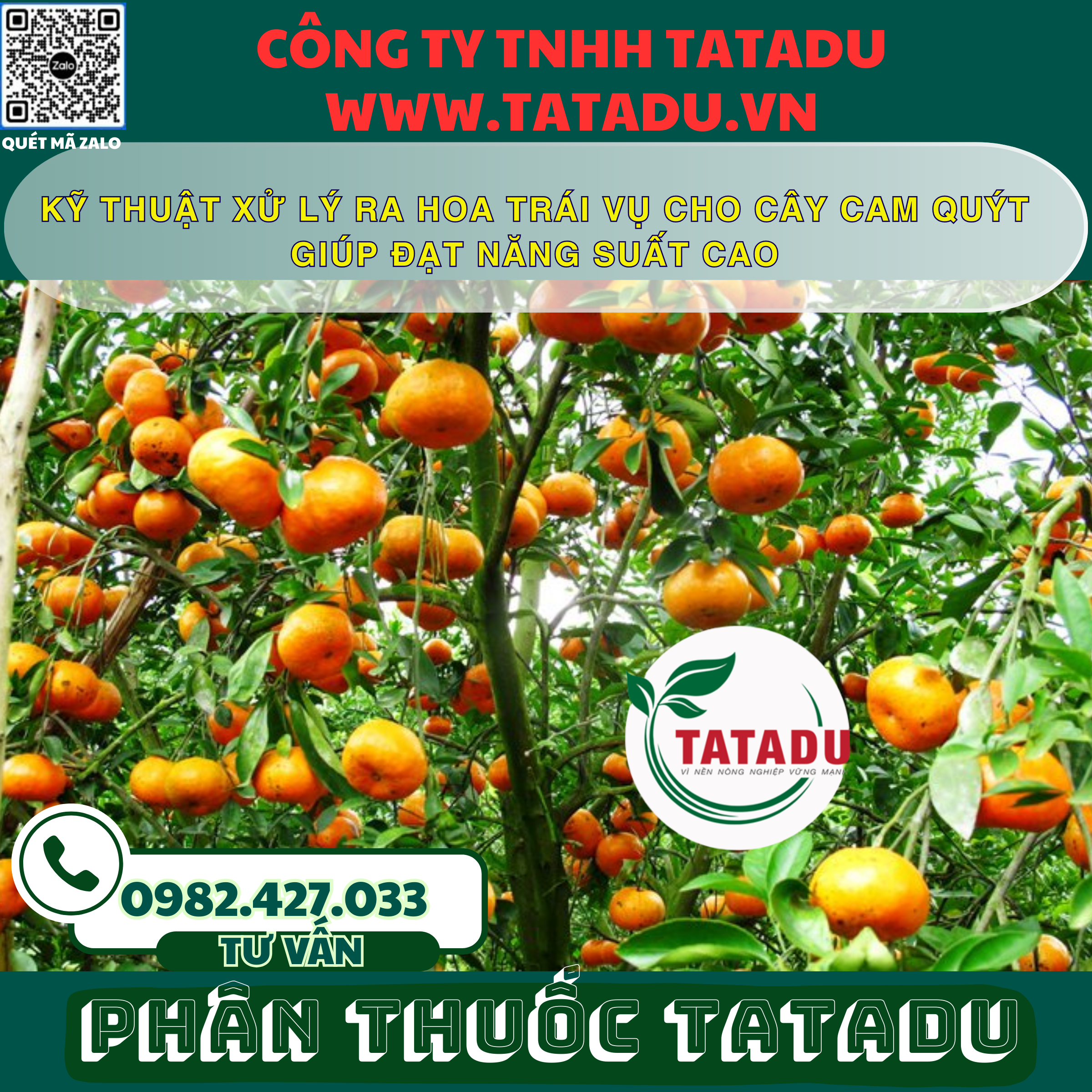 KY THUAT XU LY RA HOA TRAI VU CHO CAY CAM QUYT GIUP DAT NANG SUAT CAO
