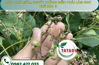 MƯA TRÁI MÙA, NGƯỜI TRỒNG ĐIỀU PHẢI LÀM NHƯ THẾ NÀO ? – CÔNG TY TNHH TATADU
