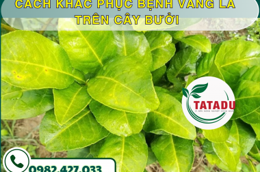 CÁCH KHẮC PHỤC BỆNH VÀNG LÁ TRÊN CÂY BƯỞI – CÔNG TY TNHH TATADU