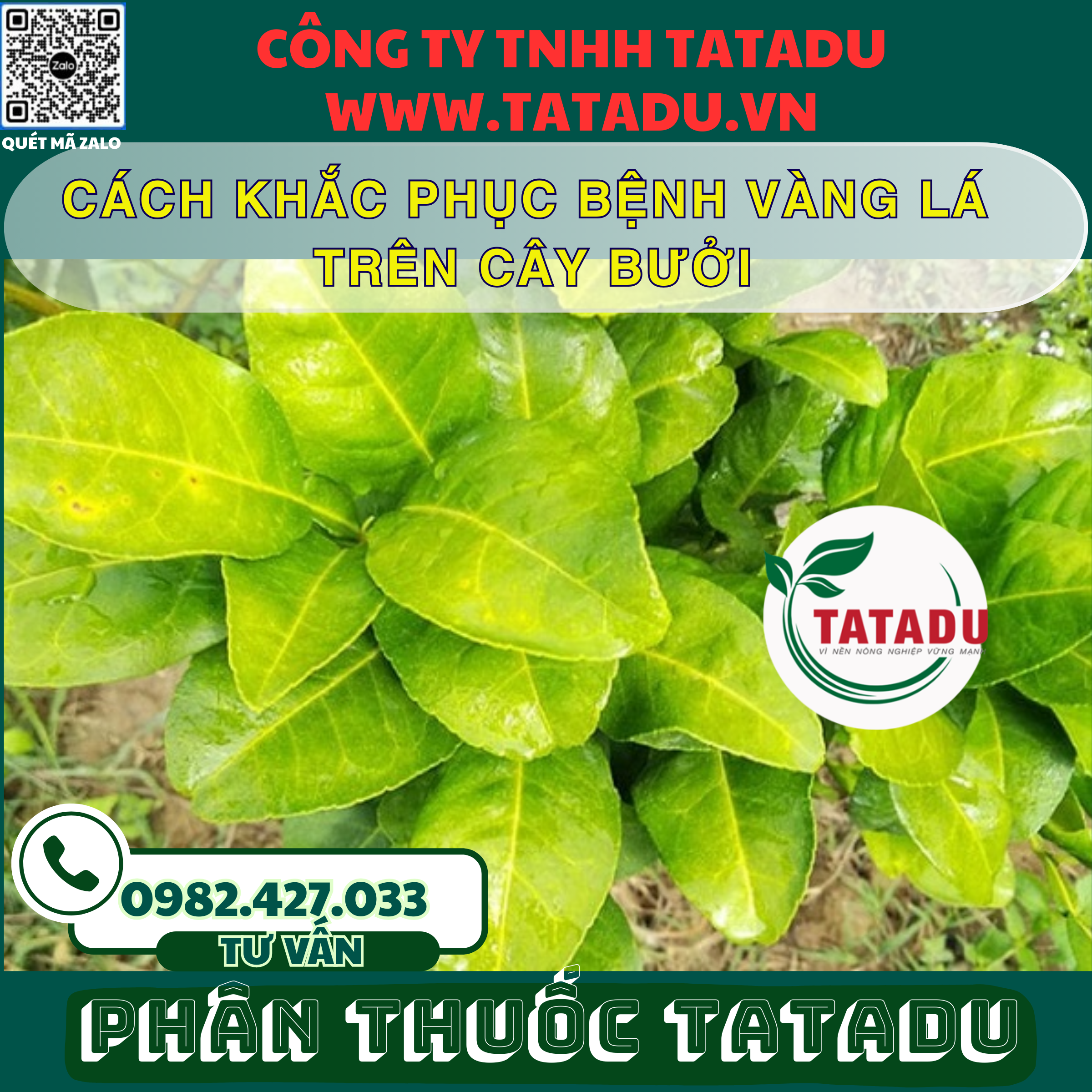 CACH KHAC PHUC BENH VANG LA TREN CAY BUOI