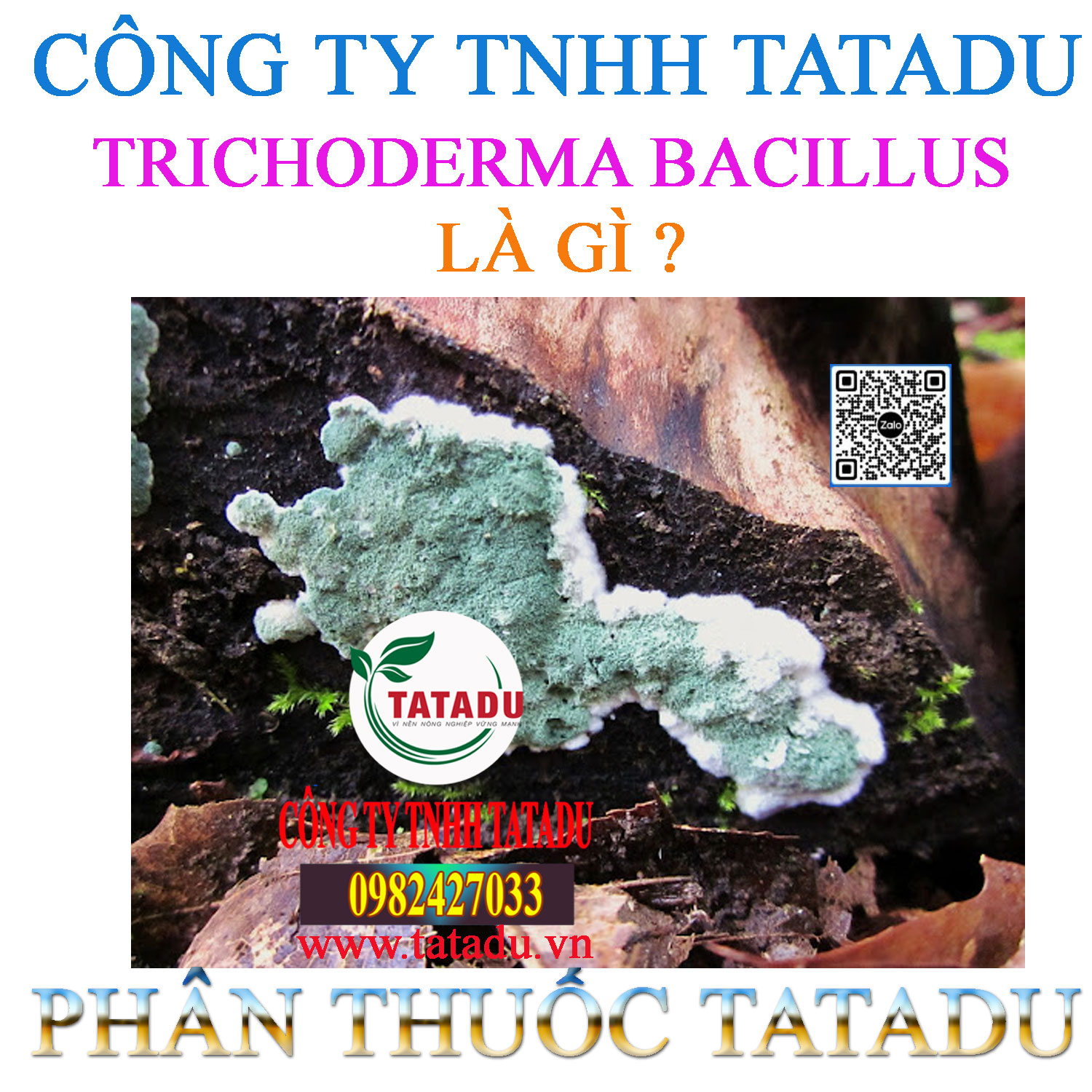 TRICHODERMA BACILLUS LA GI