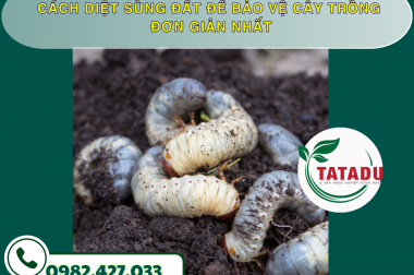 CÁCH DIỆT SÙNG ĐẤT ĐỂ BẢO VỆ CÂY TRỒNG ĐƠN GIẢN NHẤT – CÔNG TY TNHH TATADU