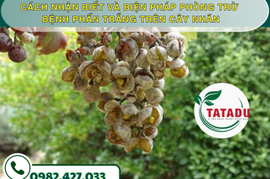 CÁCH NHẬN BIẾT VÀ BIỆN PHÁP PHÒNG TRỪ BỆNH PHẤN TRẮNG TRÊN CÂY NHÃN – CÔNG TY TNHH TATADU