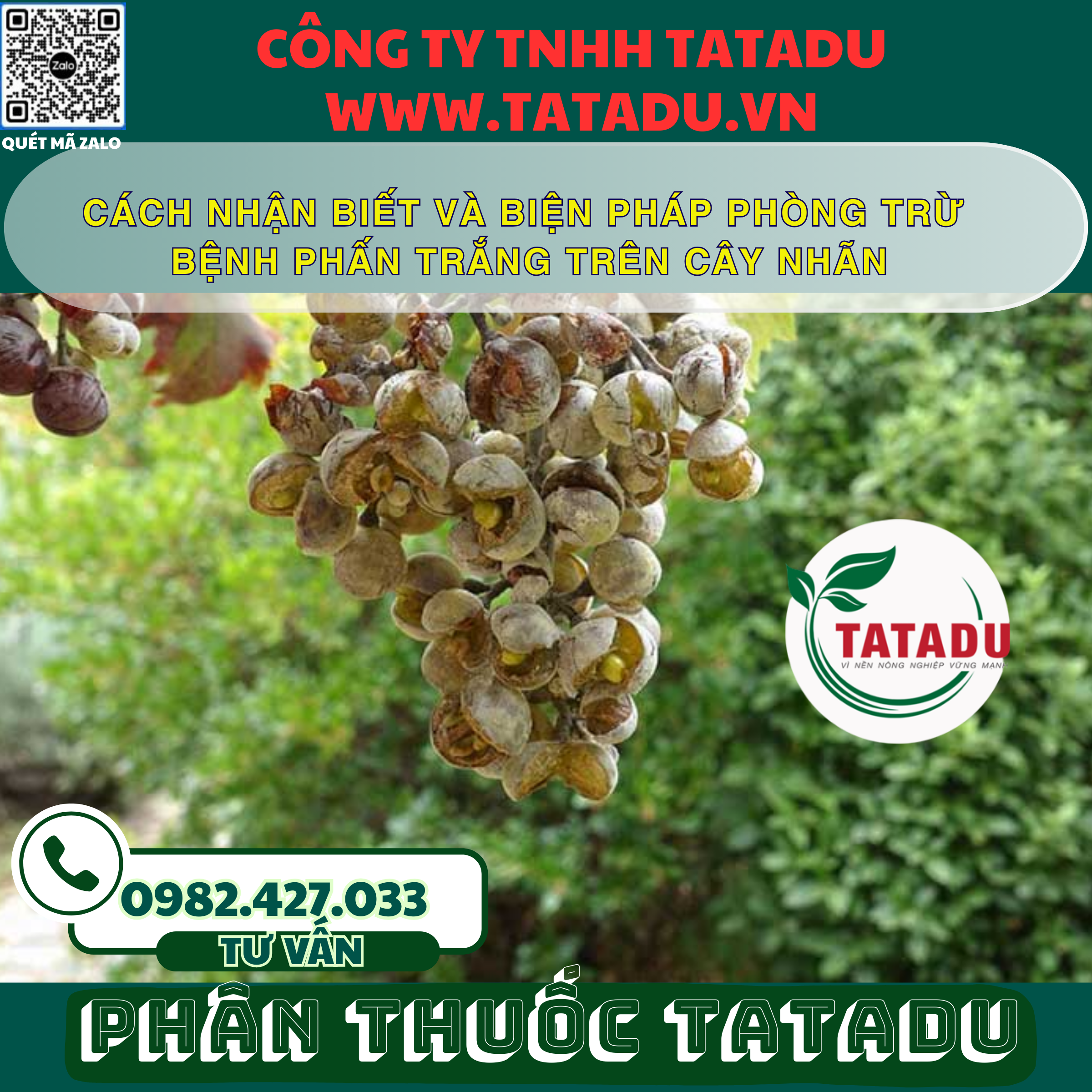 CACH NHAN BIET VA BIEN PHAP PHONG TRU BENH PHAN TRANG TREN CAY NHAN