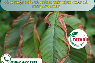 CÁCH NHẬN BIẾT VÀ PHÒNG TRỪ BỆNH CHÁY LÁ TRÊN CÂY NHÃN – CÔNG TY TNHH TATADU