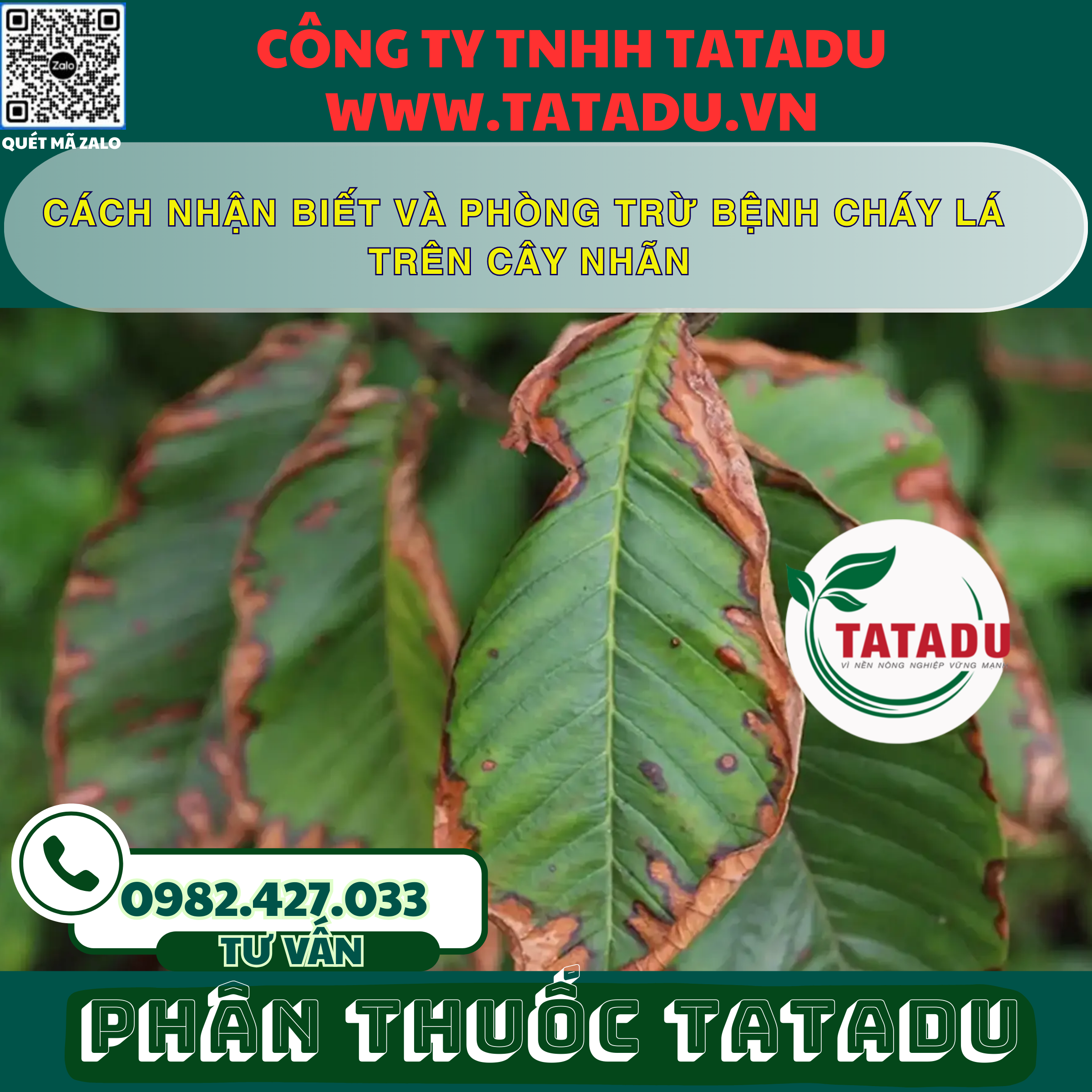 CACH NHAN BIET VA PHONG TRU BENH CHAY LA TREN CAY NHAN