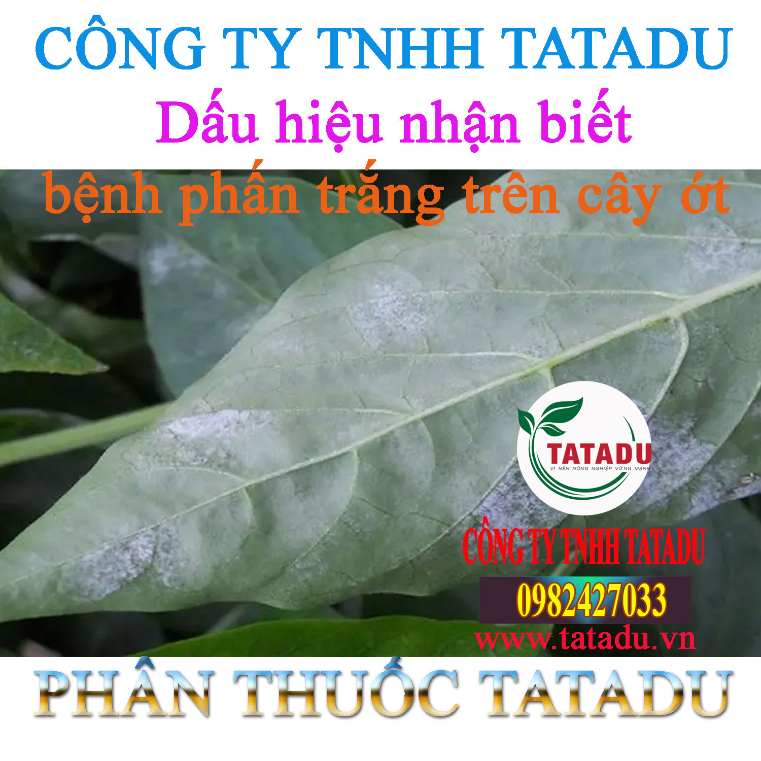 Dau hieu nhan biet benh phan trang tren cay ot