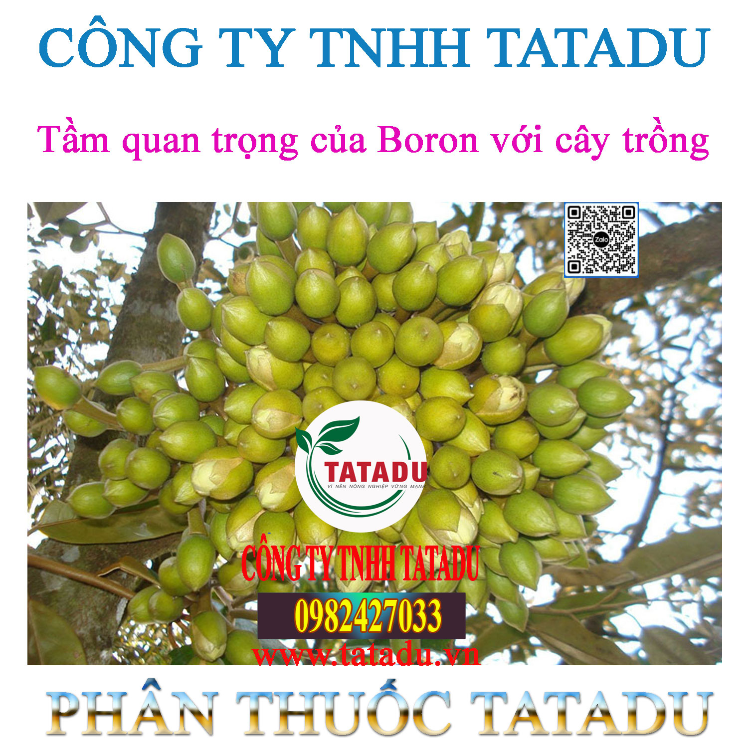 Tam quan trong cua Boron voi cay trong