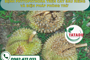 BỆNH PHYTOPHTHORA TRÊN CÂY SẦU RIÊNG VÀ BIỆN PHÁP PHÒNG TRỪ – CÔNG TY TNHH TATADU