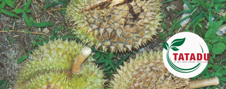BENH PHYTOPHTHORA TREN CAY SAU RIENG VA BIEN PHAP PHONG TRU