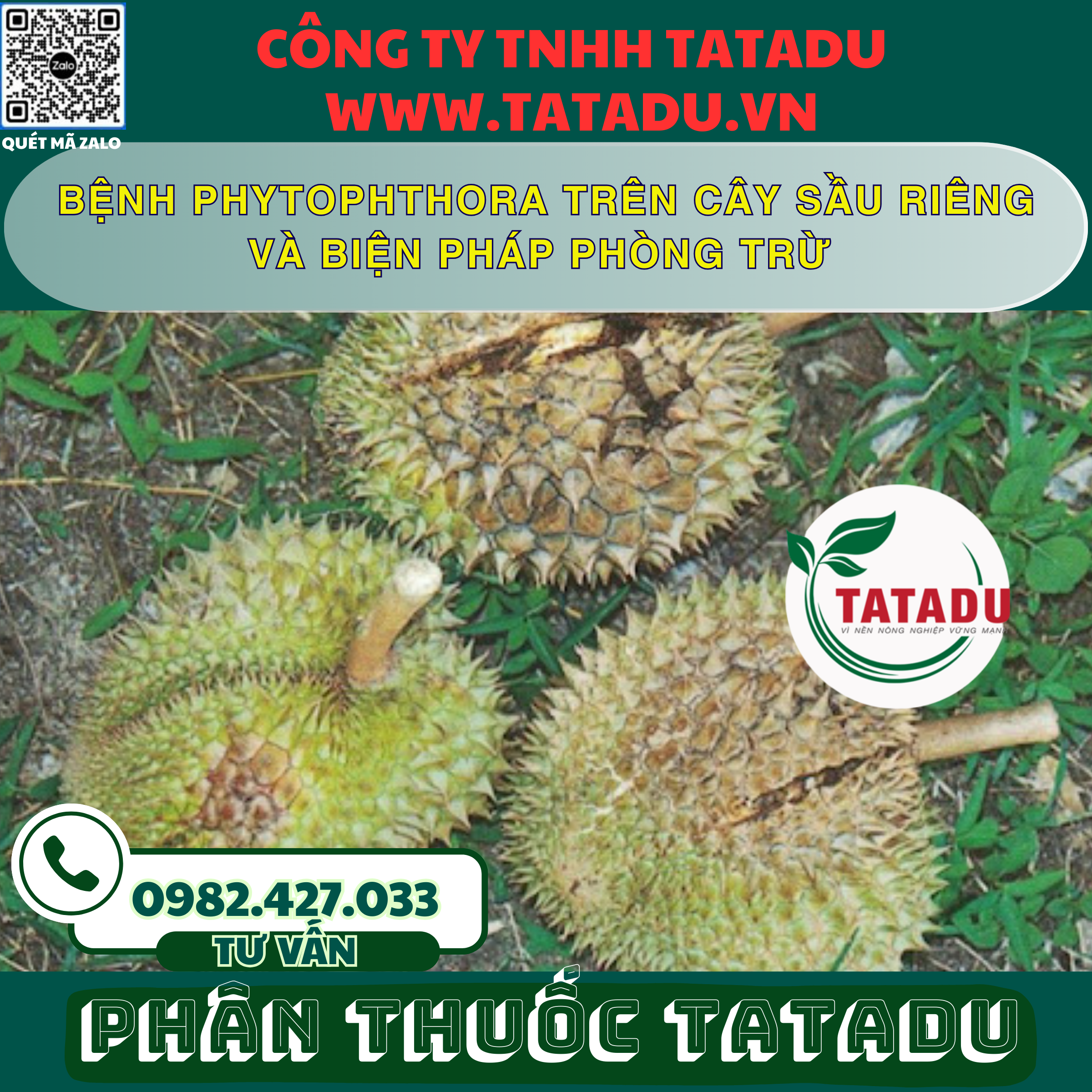BENH PHYTOPHTHORA TREN CAY SAU RIENG VA BIEN PHAP PHONG TRU