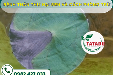 BỆNH THÁN THƯ HẠI SEN VÀ CÁCH PHÒNG TRỪ – CÔNG TY TNHH TATADU