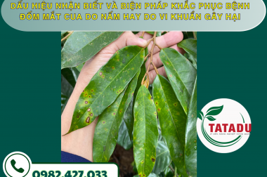 DẤU HIỆU NHẬN BIẾT VÀ BIỆN PHÁP KHẮC PHỤC BỆNH ĐỐM MẮT CUA DO NẤM HAY DO VI KHUẨN GÂY HẠI – CÔNG TY TNHH TATADU