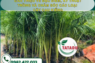 GIỚI THIỆU VỀ ĐẶC ĐIỂM, KỸ THUẬT TRỒNG VÀ CHĂM SÓC CÁC LOẠI CÂY CAU KIỂNG – CÔNG TY TNHH TATADU
