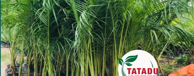 GIOI THIEU VE DAC DIEM KY THUAT TRONG VA CHAM SOC CAC LOAI CAY CAU KIENG