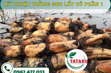 KỸ THUẬT TRỒNG SEN LẤY CỦ PHẦN 1 – CÔNG TY TNHH TATADU