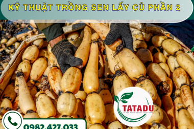 KỸ THUẬT TRỒNG SEN LẤY CỦ PHẦN 2 – CÔNG TY TNHH TATADU