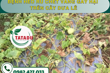 BỆNH HÉO RŨ CHẾT VÀNG GÂY HẠI TRÊN CÂY DƯA LÊ – CÔNG TY TNHH TATADU