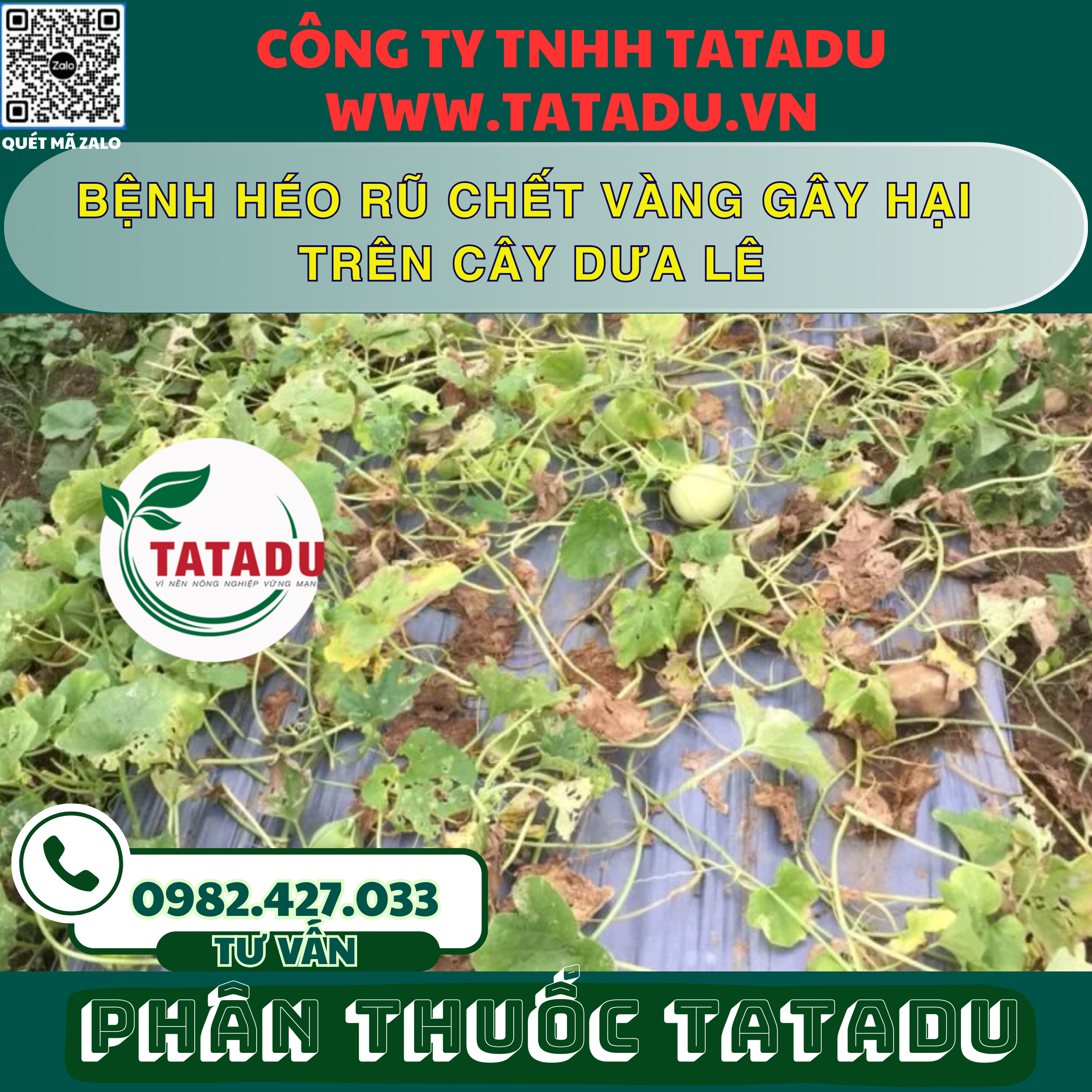 BENH HEO RU CHET VANG GAY HAI TREN CAY DUA LE