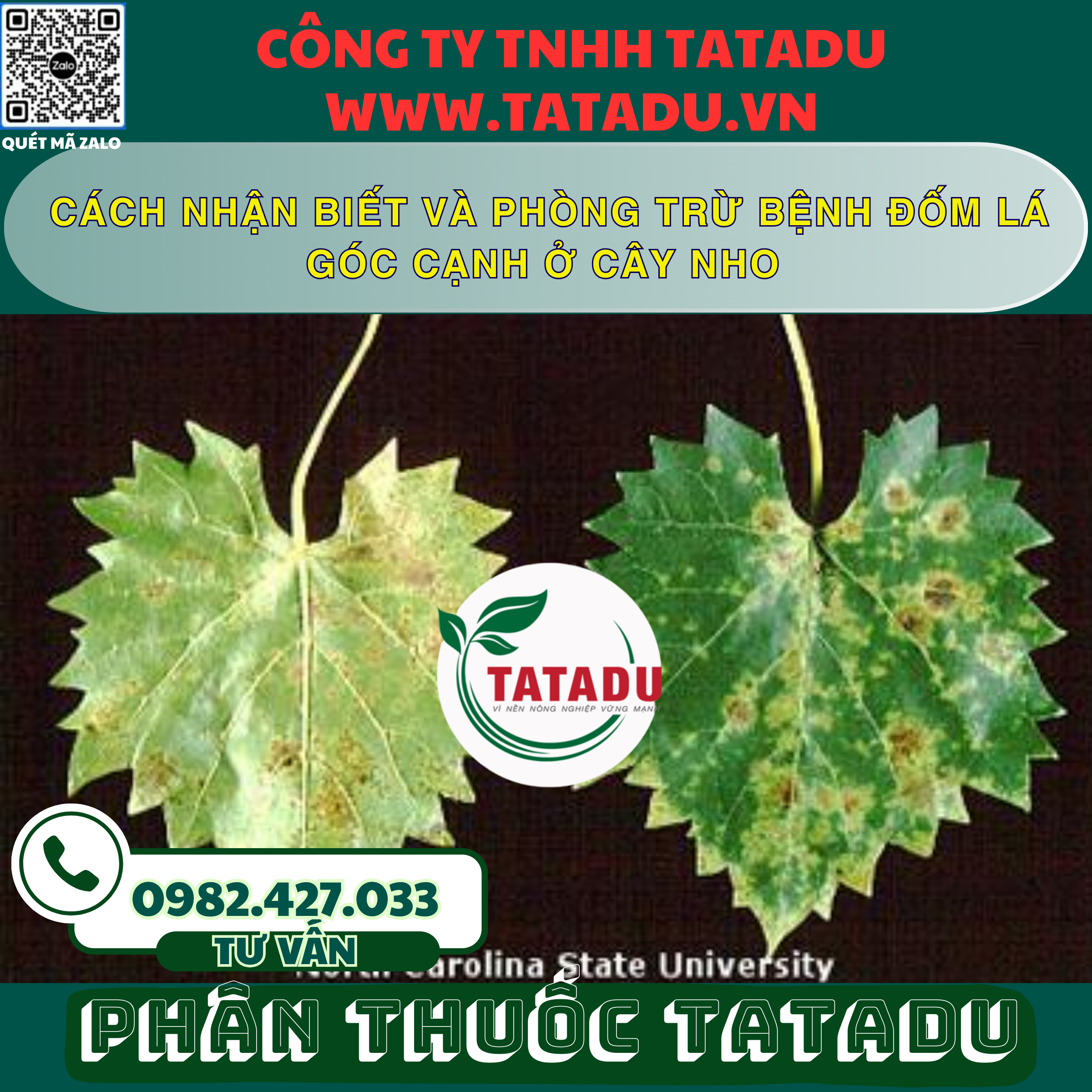 CACH NHAN BIET VA PHONG TRU BENH DOM LA GOC CANH O CAY NHO