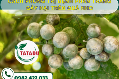 CÁCH PHÒNG TRỊ BỆNH PHẤN TRẮNG GÂY HẠI TRÊN QUẢ NHO – CÔNG TY TNHH TATADU